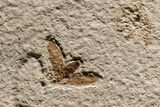 Impressive Fossil Palm and Fish Mural - Ready To Hang #382737-10